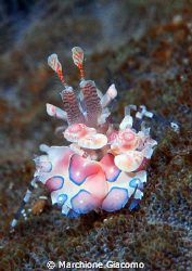 Arlequin shrimp
Nikon D200 , 60 micro , twin strobo
Man... by Marchione Giacomo 